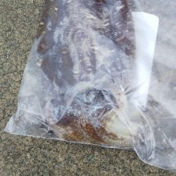 エギング初心者