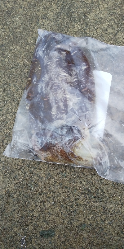 エギング初心者