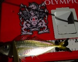 アジング練習29