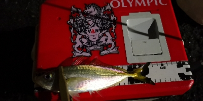 アジング練習29