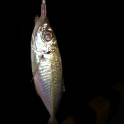 南蛮漬けが食べたくて