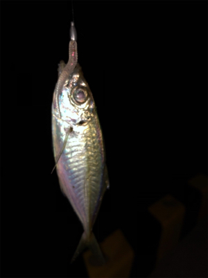 南蛮漬けが食べたくて