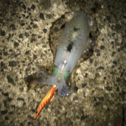 今年初エギング