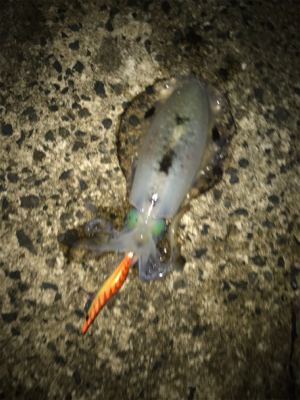 今年初エギング