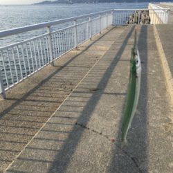 自作仕掛けでサヨリ釣り