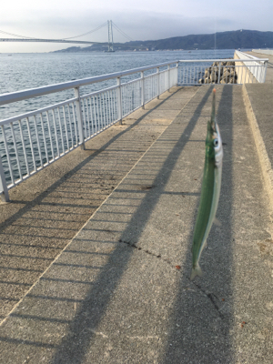 自作仕掛けでサヨリ釣り