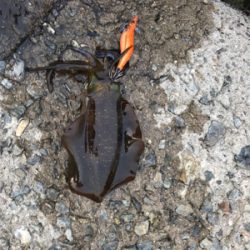 久しぶりのイカ