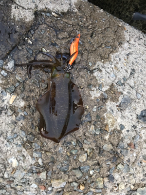 久しぶりのイカ