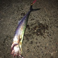 シーバス狙いのはずが…