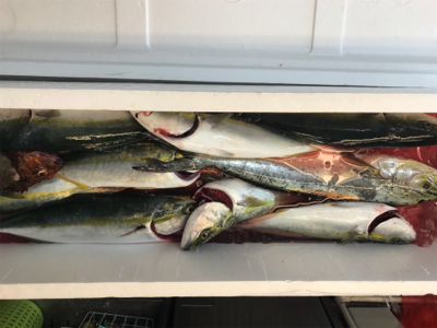 相模湾、横須賀オフショアジギング