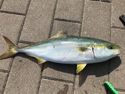 ショアジギングを始めて1年でやっと!!!