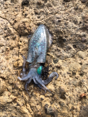 竹野浜ランガン エギング