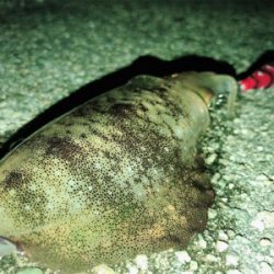 上手く釣りたい