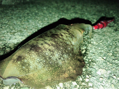 上手く釣りたい