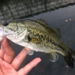 50バラシ！！！