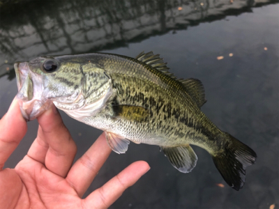 50バラシ！！！