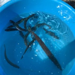 サヨリ仕掛けで30匹以上