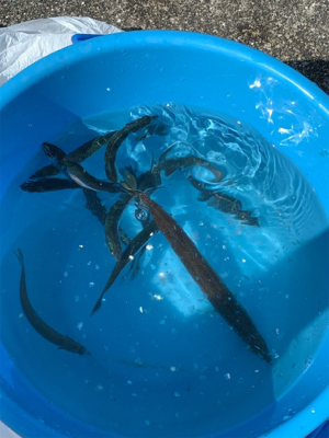 サヨリ仕掛けで30匹以上