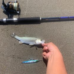 得意のジギングサビキ！！！