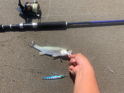 得意のジギングサビキ！！！