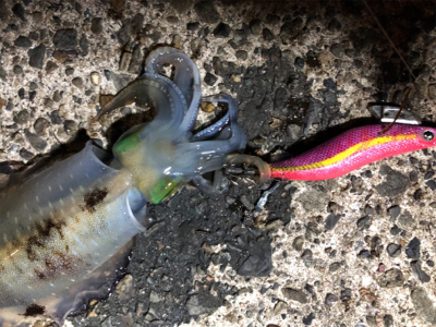 暗い時間帯だけでした。