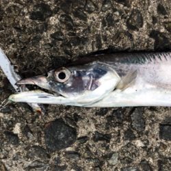 メタルバイブに助けられた^ ^笑