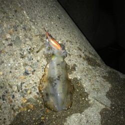 雨の前にエギング