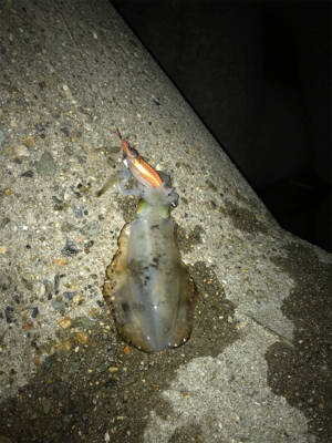 雨の前にエギング