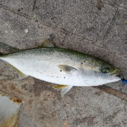 仕事前のちょい釣り