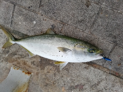 仕事前のちょい釣り