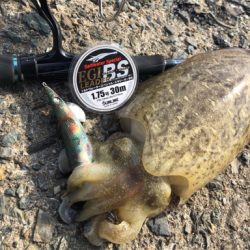 鷹島秋の数釣りエギング