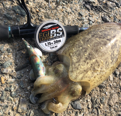 鷹島秋の数釣りエギング