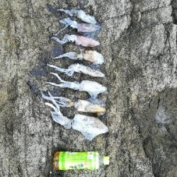 第三回アオリイカ調査