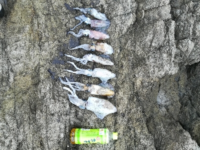 第三回アオリイカ調査