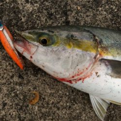 台風前に荒ぐい狙って