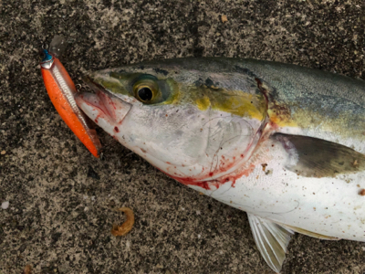 台風前に荒ぐい狙って