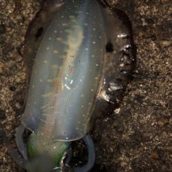 ナイトエギング