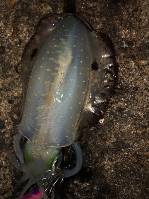 ナイトエギング