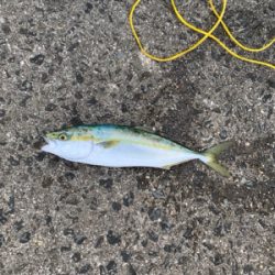 ショアジギング