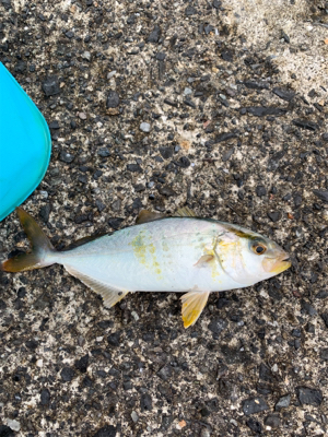 アジング  ジグたん