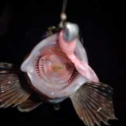 アジング練習30