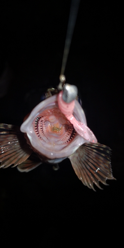 アジング練習30