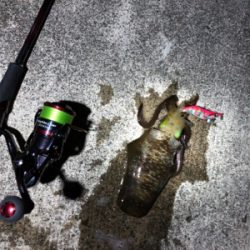 短時間エギング