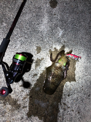 短時間エギング