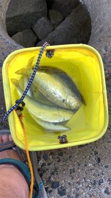 ジギングサビキ恐ろしや