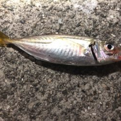 タッチー喰いが渋い（泣）