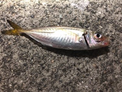 タッチー喰いが渋い（泣）