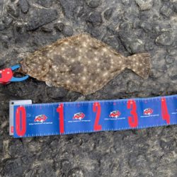 ワンピッチでヒラメ