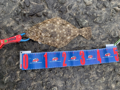 ワンピッチでヒラメ