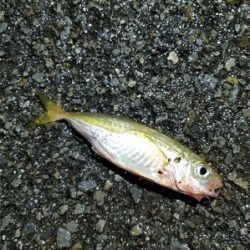 まだまだ小さい